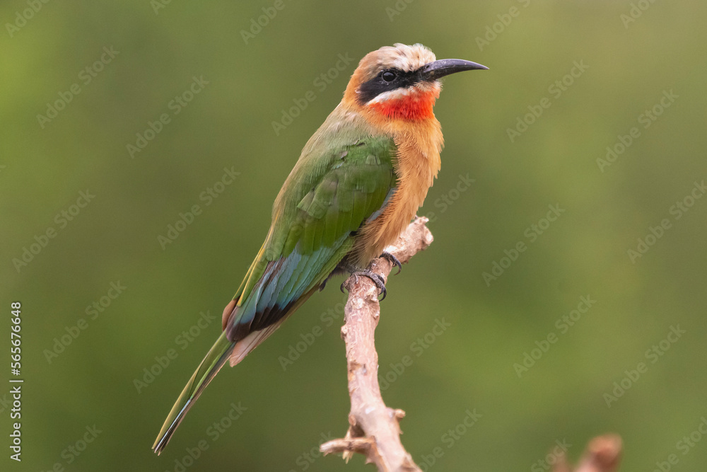 White-fronted bee-eater - Merops bullockoides- perched with green background. Photo from Kruger National Park in South Africa. White-fronted bee-eater - Merops bullockoides- perched with green background. Photo from Kruger National Park in South Africa.