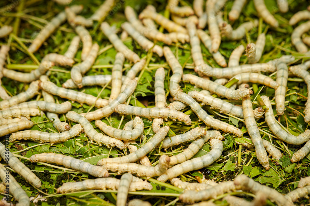 Raising live cocoons, cocoon farm Raising live cocoons, cocoon farm