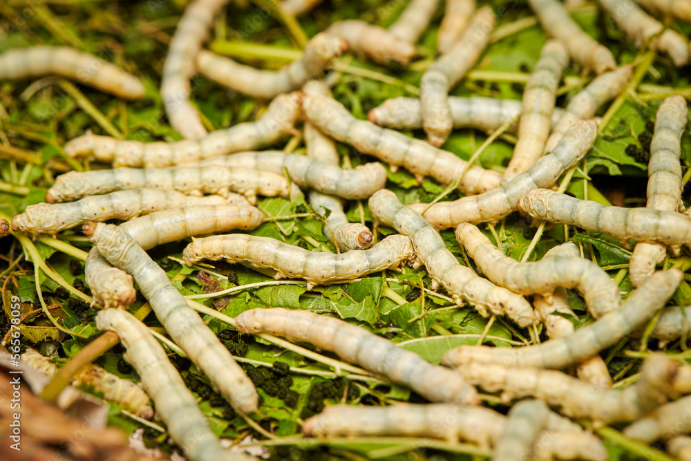 Raising live cocoons, cocoon farm Raising live cocoons, cocoon farm