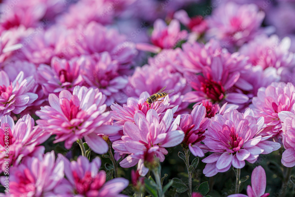 beautiful chrysanthemum flower bushes pink colors beautiful chrysanthemum flower bushes pink colors