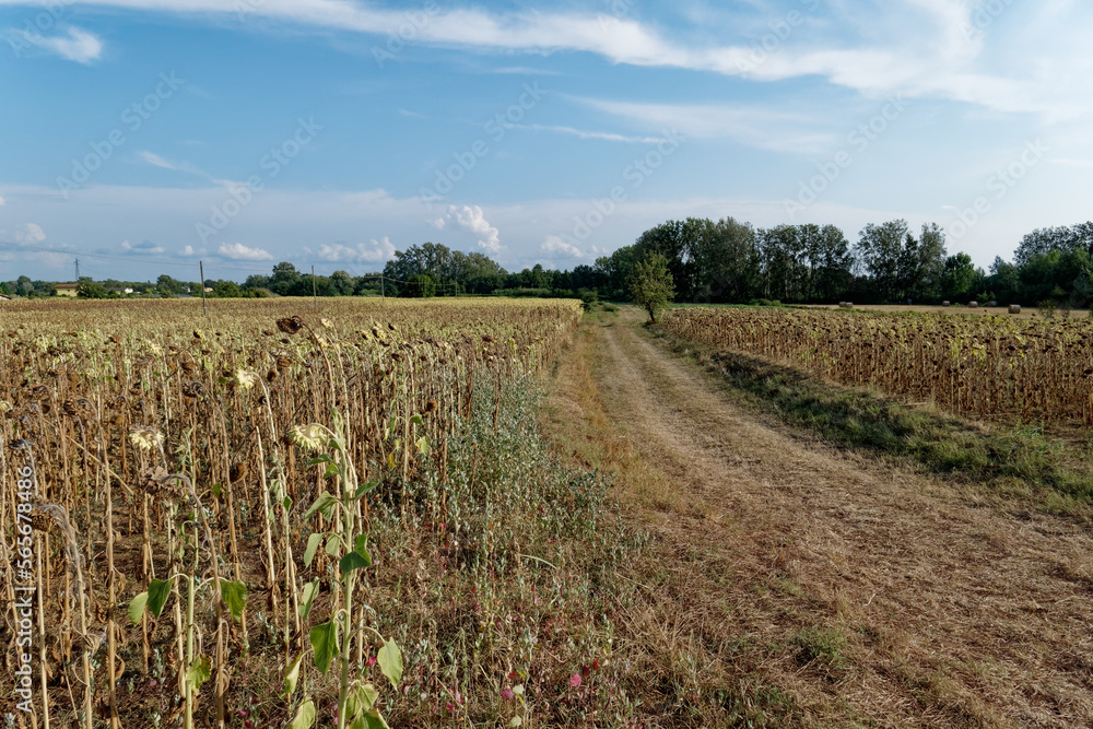 Fototapeta premium Landscape of the Tuscany country with sunflower fields in summer