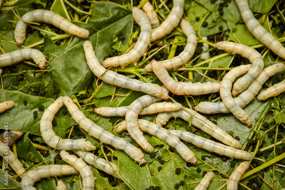 Raising live cocoons, cocoon farm Raising live cocoons, cocoon farm