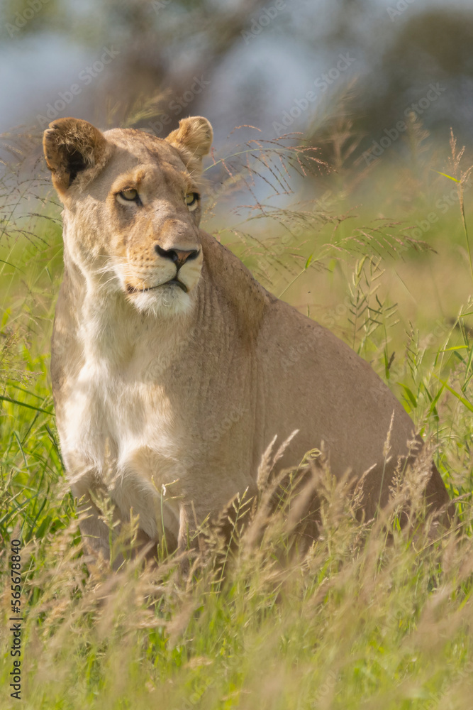 Obraz premium Lying lioness - Panthera leo, female with green vegetation in background. Photo from Kruger National Park in South Africa