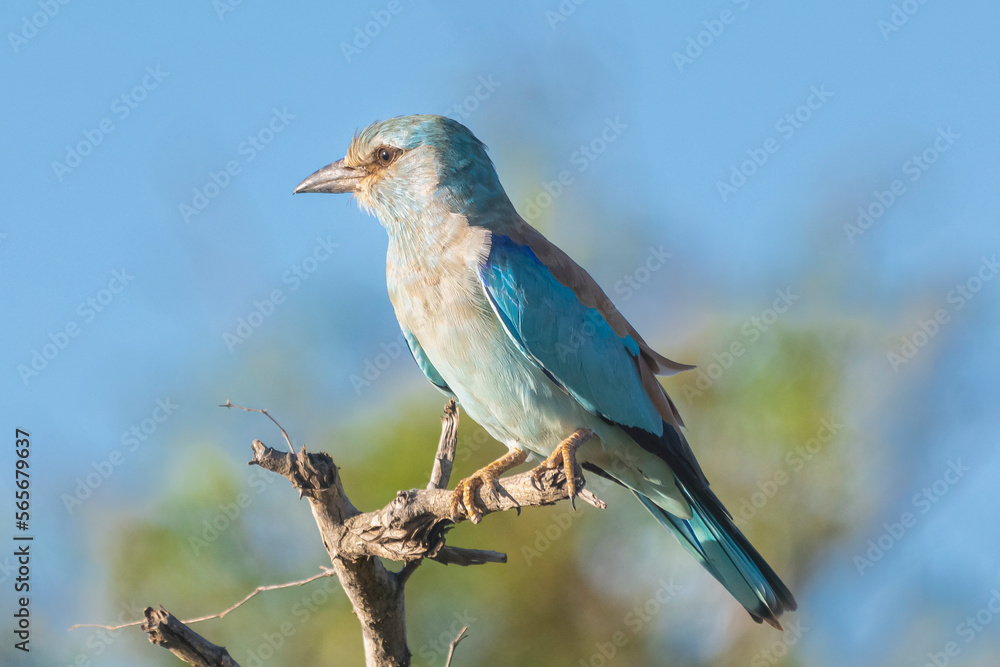 European roller - Coracias garrulus perched at blue sky in background. Photo from Kruger National Park in South Africa. European roller - Coracias garrulus perched at blue sky in background. Photo from Kruger National Park in South Africa.
