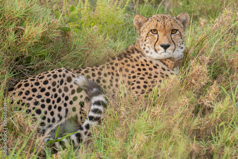 Cheetah - Acinonyx jubatus, in the grass at morning light with green background. Photo from Kruger National Park in South Africa. Cheetah is the fastest land animal in the world. Cheetah - Acinonyx jubatus, in the grass at morning light with green background. Photo from Kruger National Park in South Africa. Cheetah is the fastest land animal in the world.
