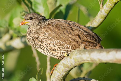 Natal spurfowl or Natal francolin - Pternistis natalensis perched with green background. Photo from Kruger National Park in South Africa. photo