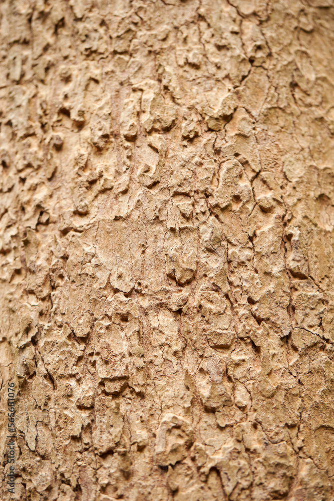 texture of the old wall texture of the old wall