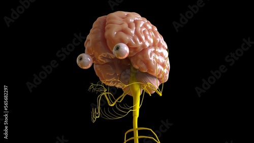 Human brain anatomy for medical concept 3D rendering photo