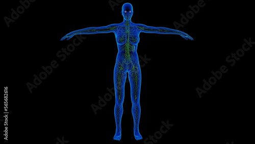 Human lymph nodes anatomy for medical concept 3D rendering