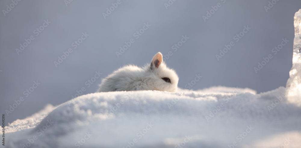 decorative white rabbit in the snow decorative white rabbit in the snow