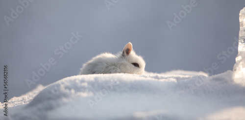 decorative white rabbit in the snow