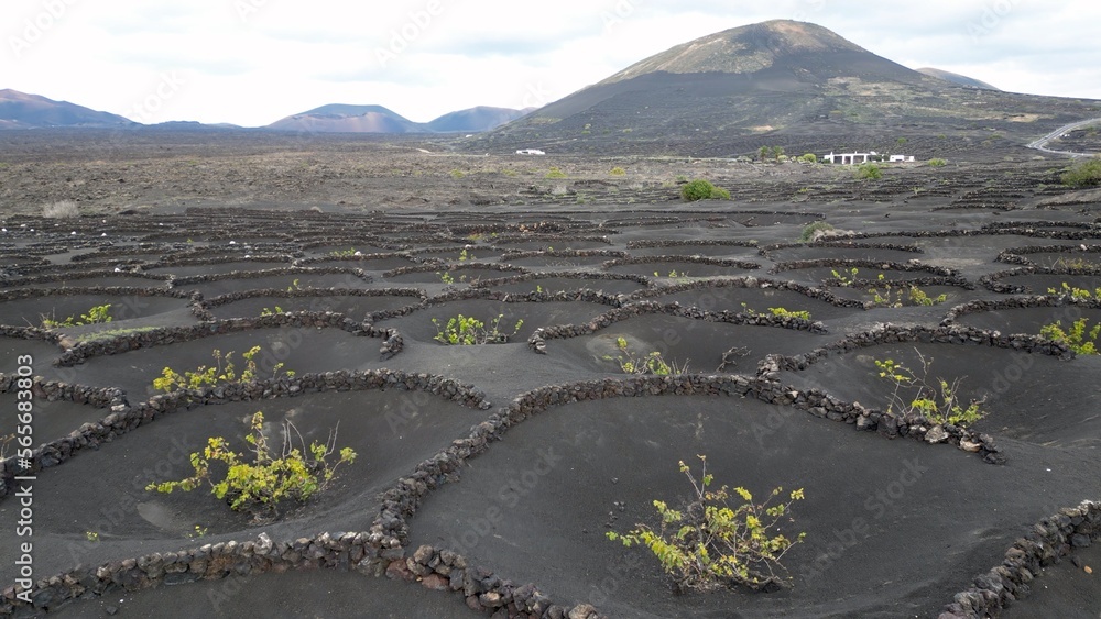 vineyard for growing vines and grapes for wine production with black volcanic lava soil - drone earial view of circles in the ground in La Geria , Lanzarote Spain , Canary Islands , Europe.