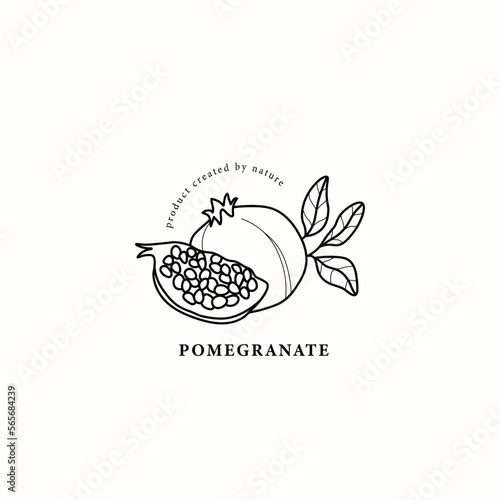 Line art pomegranate fruit illustration
