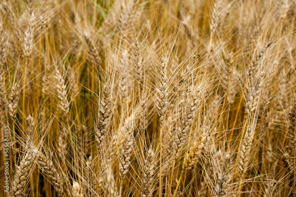 Golden ripe wheat ear at field, close up Golden ripe wheat ear at field, close up