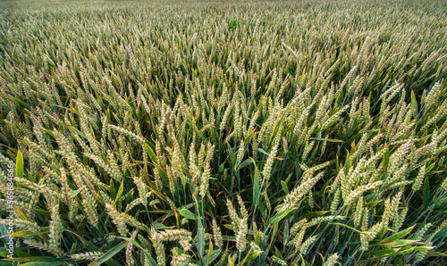Close-up from above of ripening ears of wheat in an agricultural field. Agric...
