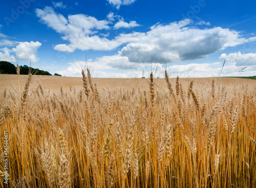Yellow agriculture field with ripe wheat and blue sky with clouds over it. Fi...