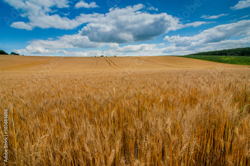 golden wheat field with blue sky, rural landscape