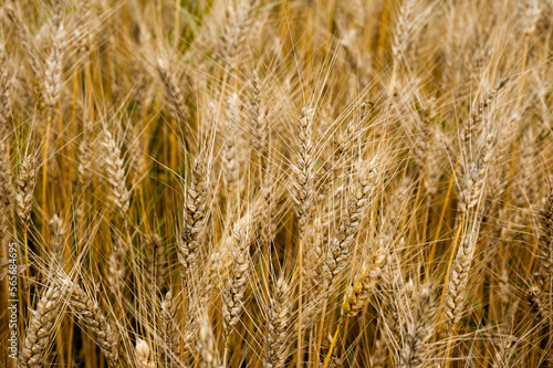 Golden ripe wheat ear at field, close up