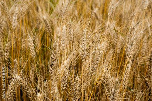 Golden ripe wheat ear at field  close up