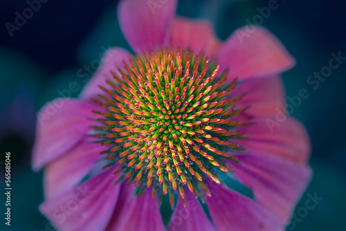 Closeup of single Cone Flower center with pink petals 