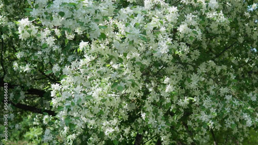 Blooming of decorative white apple and fruit trees, selective focus. Garden apple Blooming of decorative white apple and fruit trees, selective focus. Garden apple