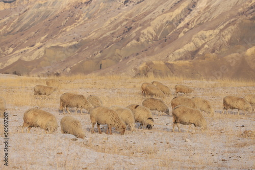 A flock of white sheep grazes on a mountain terrace and eats dry grass in winter Dagestan.