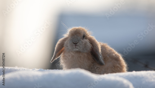 pygmy rabbit in the snow photo