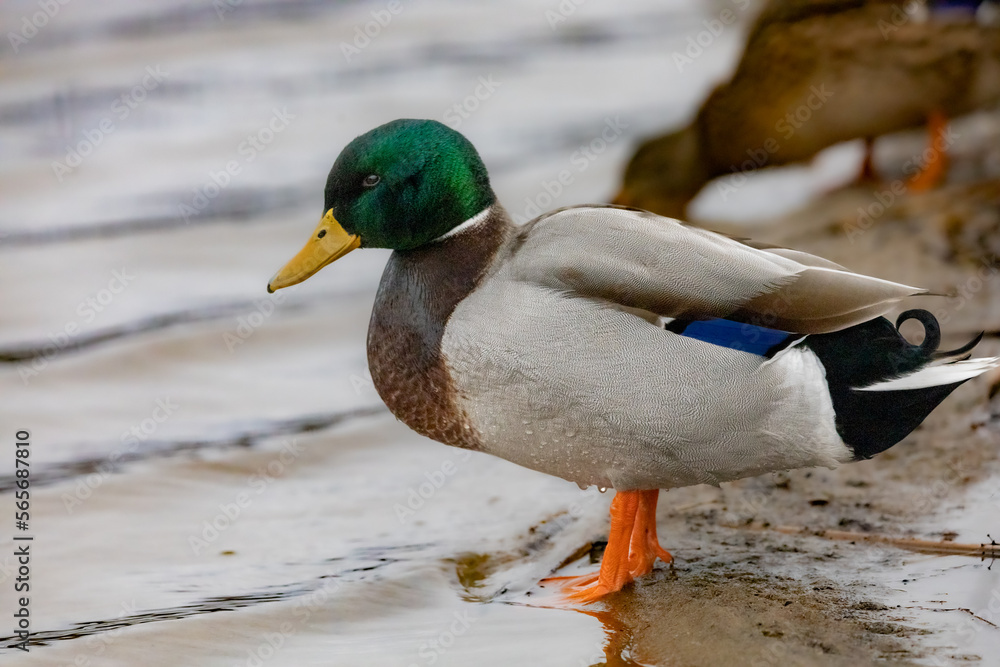 mallard duck (Anas platyrhynchos) standing of the shore of lake.