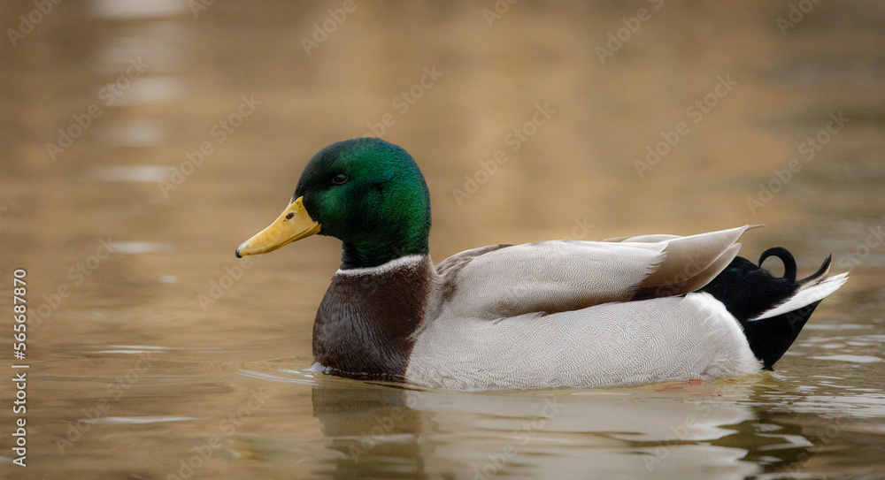 mallard duck (Anas platyrhynchos)  swimming in the water. 