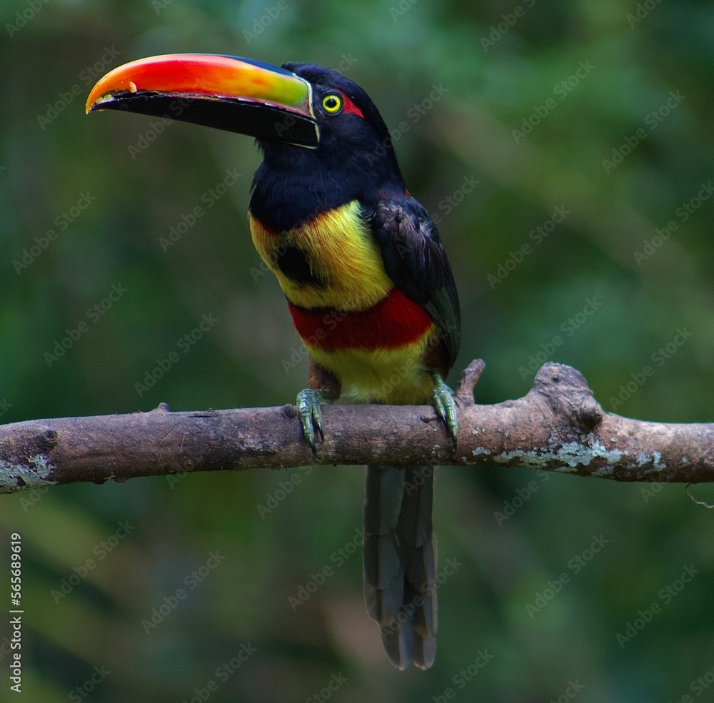 Fototapeta premium Costa Rica Birs 