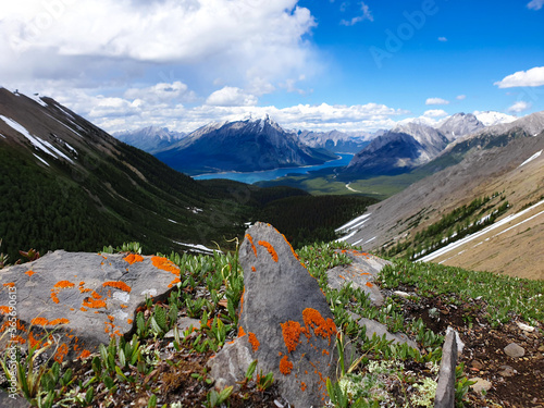 Flechte auf Stein mit Aussicht in kanadischen Rocky Mountains
