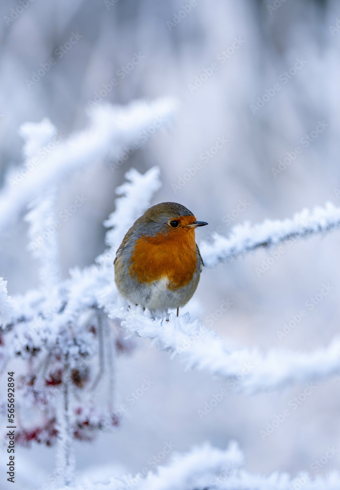 Robin in winter Robin in winter