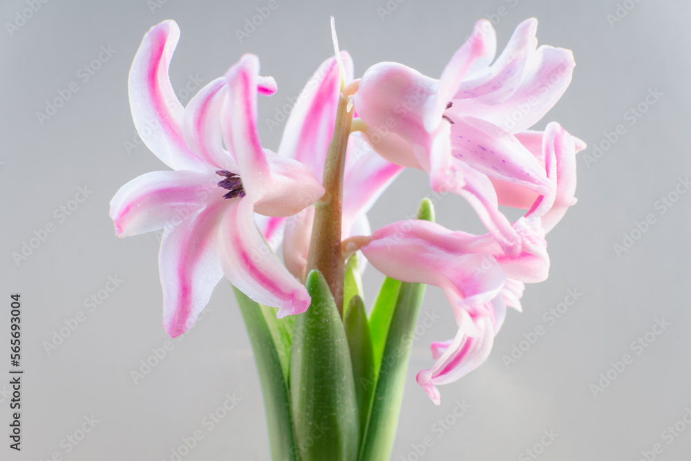 Hyacinth bulb with flowers in bloom