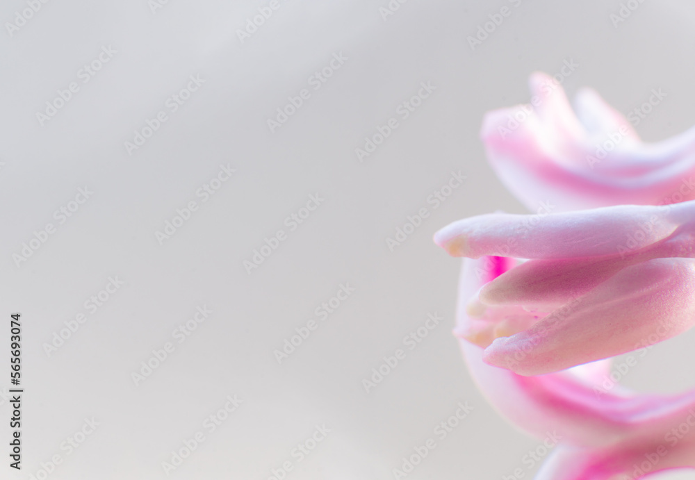 Hyacinth bulb with flowers in bloom Hyacinth bulb with flowers in bloom