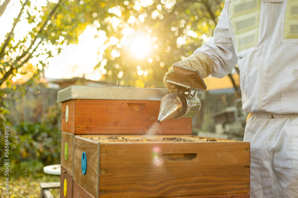 Bee smoker with apiarist with professional equipment working taking care in his apiary on the bee farm, beekeeping concept Bee smoker with apiarist with professional equipment working taking care in his apiary on the bee farm, beekeeping concept