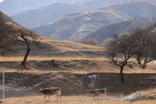 Two cows walk along a mountain terrace with dry grass and peach trees against the backdrop of mountain ranges in winter Dagestan.