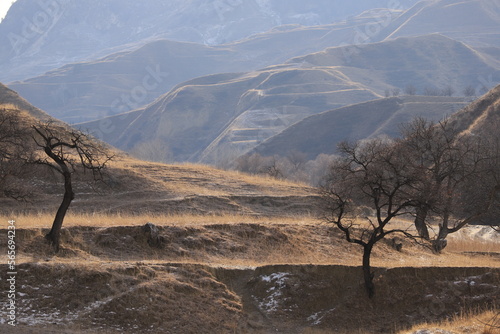 Terraces with dry grass and peach trees against the backdrop of mountain ranges in winter Dagestan.