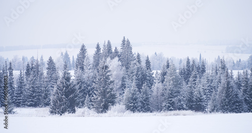 Panoramic view of white pine trees in the hoarfrost among the drifts. Atmosphere in a frosty mist. © ROMAN DZIUBALO