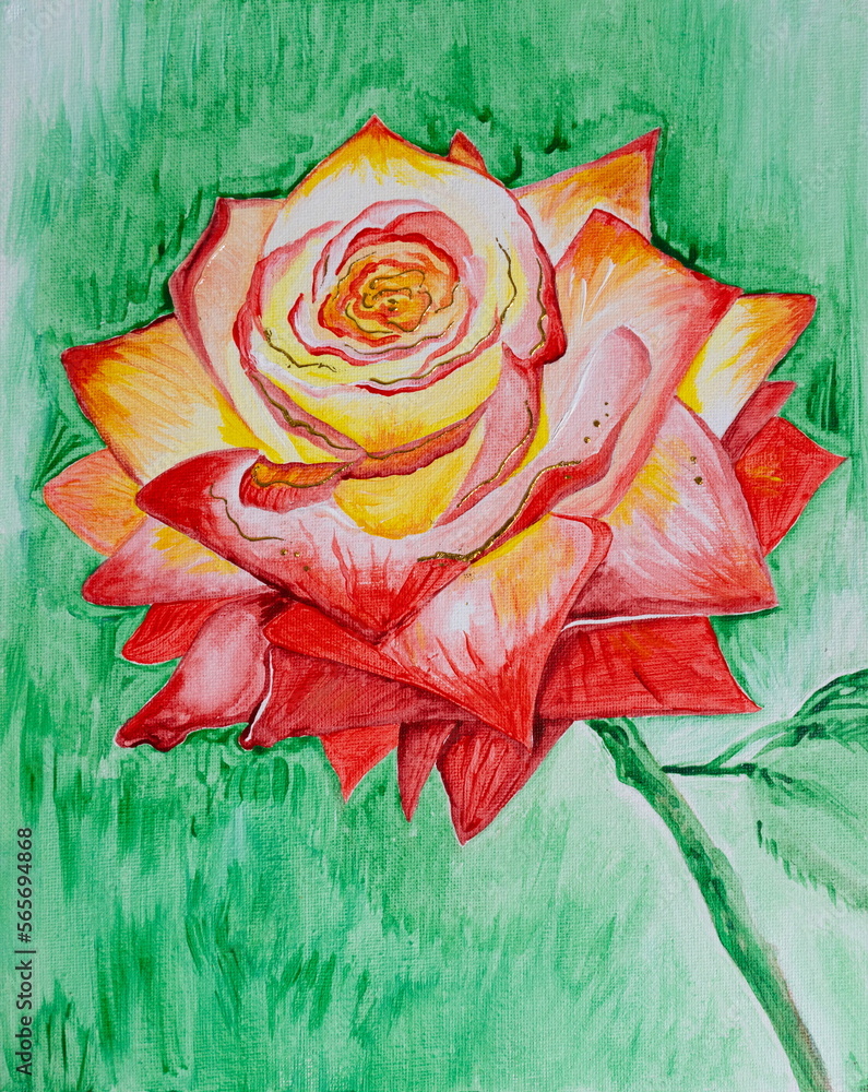 Drawing of bright red fragrant rose, big bud opened, gift for love 14