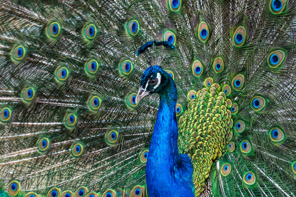 Obraz premium Peacock with multi-colored feathers. Wild animal world.