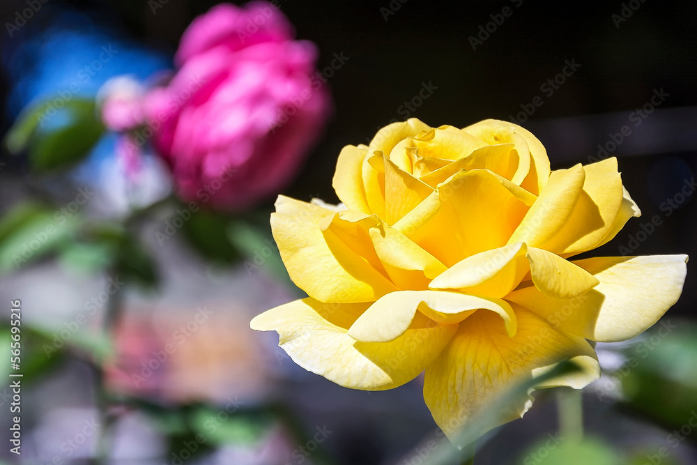 Flower of a blooming yellow rose on a blurred background Flower of a blooming yellow rose on a blurred background
