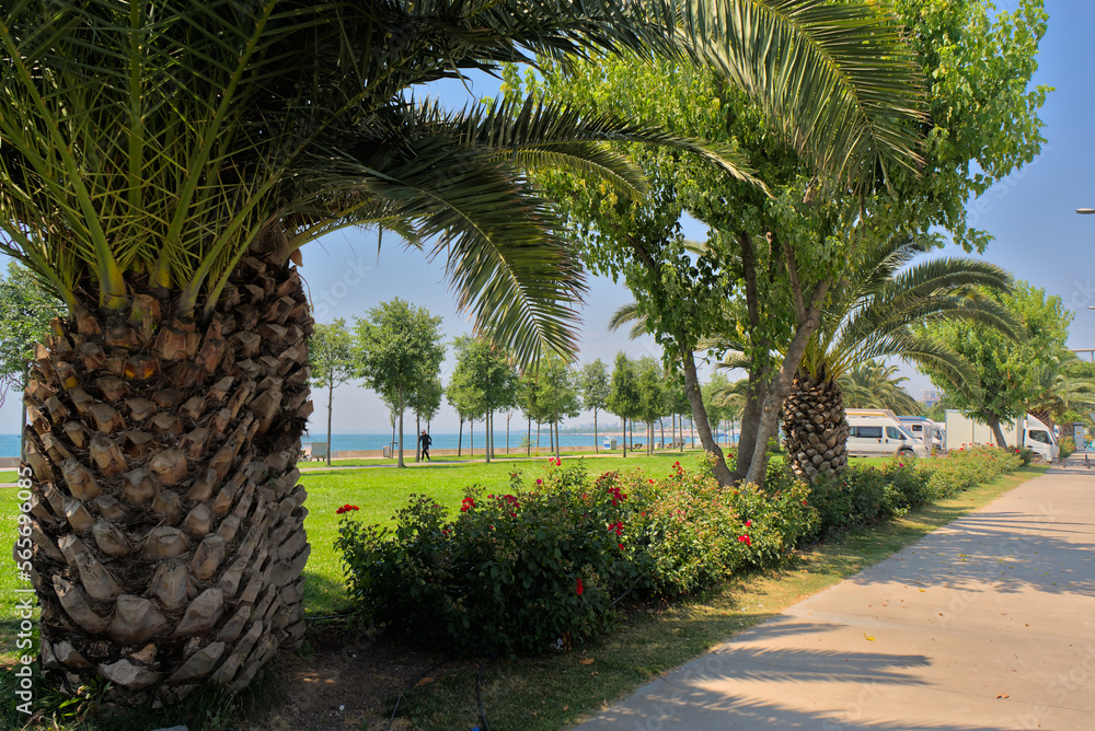 Among the palm trees, there is a blue bike path near the highway. On a clear sunny day in southern countries