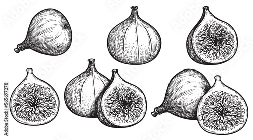 Figs sketch style set. Fruit of fig tree isolated on white background. Vintage black and white hand drawing. Best for the menu and kitchen design. photo