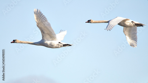 Fototapeta Naklejka Na Ścianę i Meble -  white swan on the lake