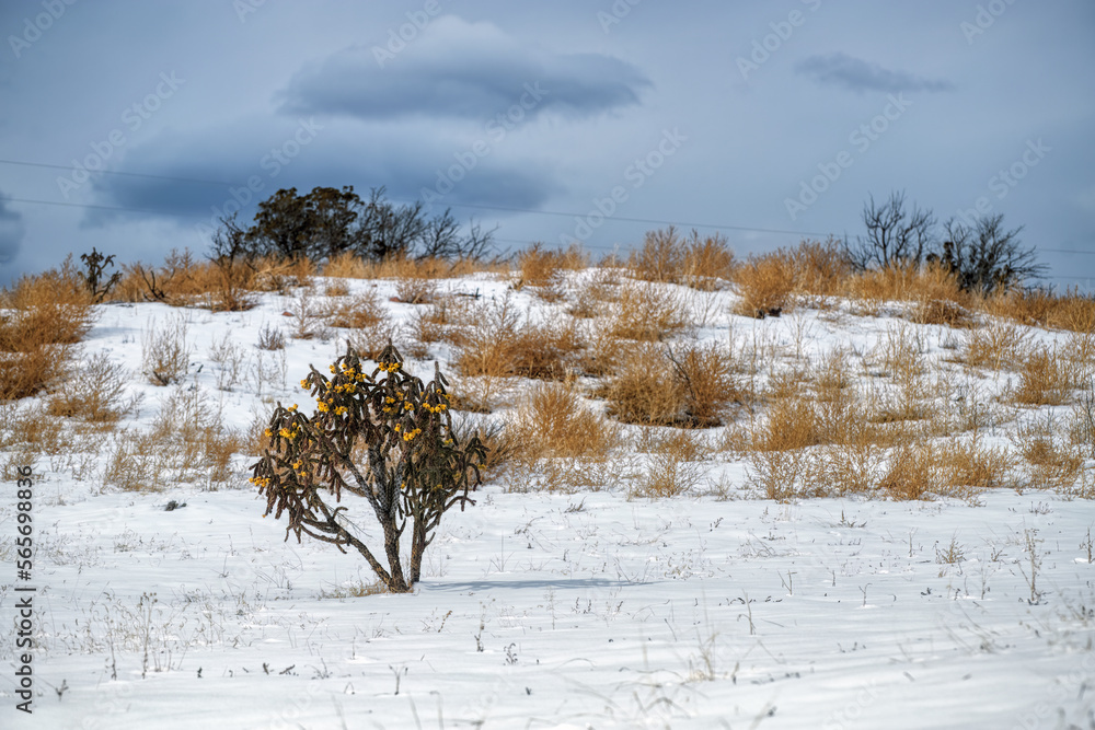 A Snowy, Cloudy Day with a Vibrant Tree as the Focus A Snowy, Cloudy Day with a Vibrant Tree as the Focus