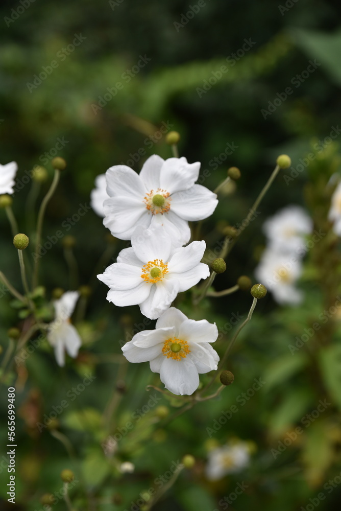 Anémone du japon blanche en été