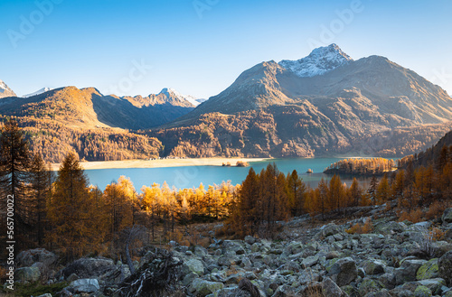 Beautiful wild landscape with golden larch trees around Lake Sils in Engadin Valley, Switzerland