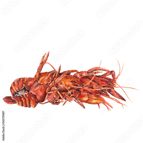  watercolor illustration of crayfish