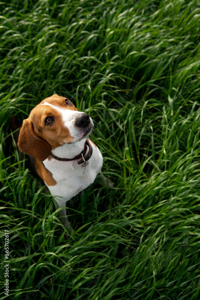 Cute dog in the green grass. Close-up. estonian hound dog