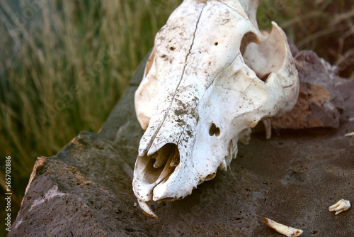 A closeup shot of a animal skull on a rock in the nature
